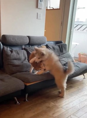 反撃するララちゃん