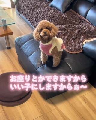 渾身のおすわり