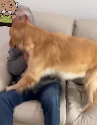 おじいちゃんの膝の上に乗るゴールデンレトリバー