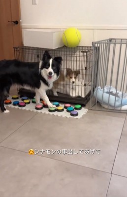 見つめるボーダーコリー