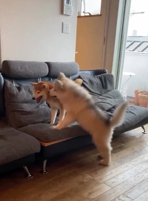 怒り始めたララちゃん