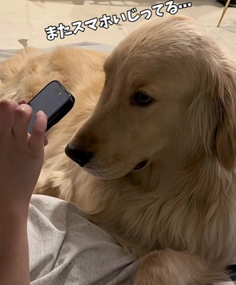膝の上で甘える麹ちゃん