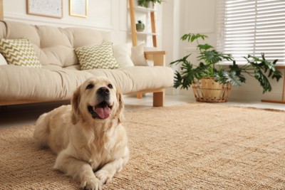 綺麗な部屋でくつろぐ犬