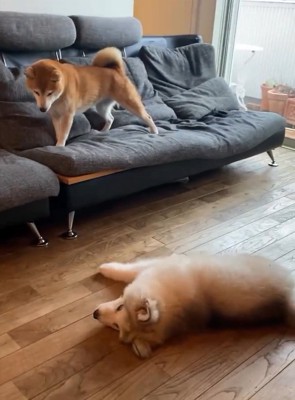 ひっくり返るロイくん