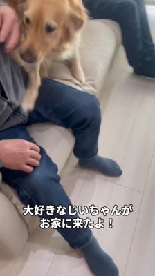 ソファに座るおじいちゃんに近寄るゴールデンレトリバー