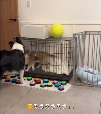 ケージの扉を開けるボーダーコリー
