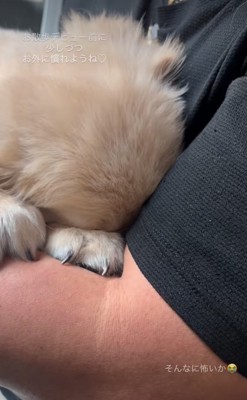 怖がる子犬
