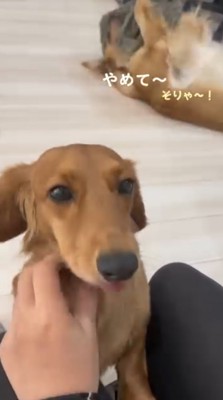 飼い主に撫でられるミニチュアダックスフンドと、少し離れたところで布を使って遊ぶゴールデンレトリバー