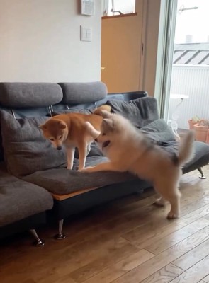 ララちゃんをつつくロイくん