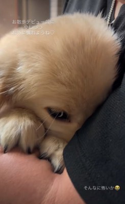 外を見ない子犬