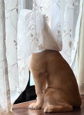 家の外が気になる子犬
