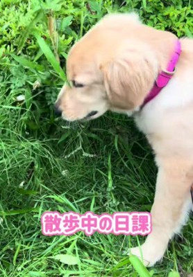 今では草むしりが日課に！