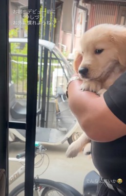 腕の中にいる子犬
