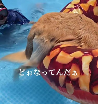おしりだけ残ってる！