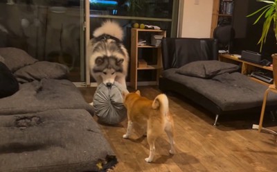 大きくなったロイくん