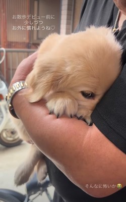 顔を腕の中に埋める子犬