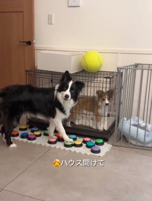 首を傾げるボーダーコリー