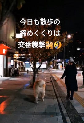 夜のお散歩をする秋田犬