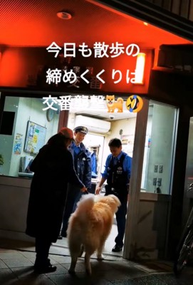 再び交番へ向かう秋田犬