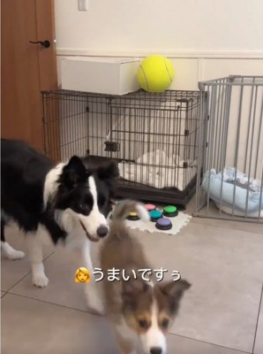 ケージから出てきたボーダーコリー