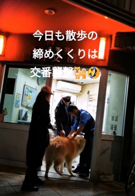 警察官と戯れる秋田犬