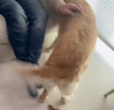 しっぽを振って部屋の中を歩くゴールデンレトリバー