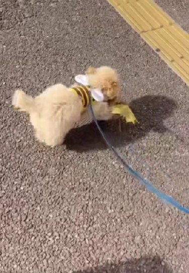ルンルンで運ぶ姿にホッコリ