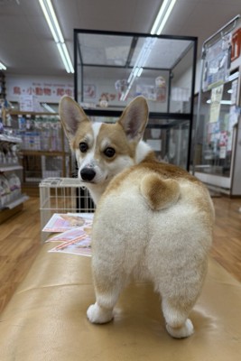 おしり