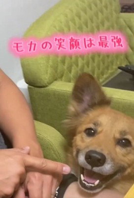 笑顔の犬3