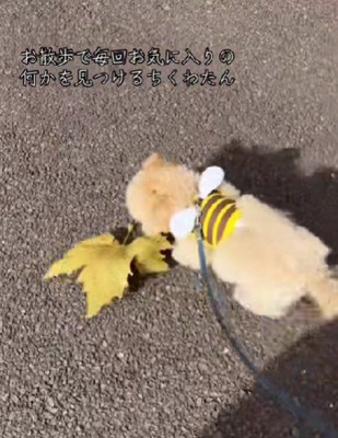 顔より大きな落ち葉！