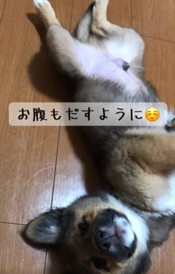 お腹を見せる犬
