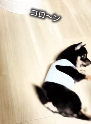 回転したまかお君