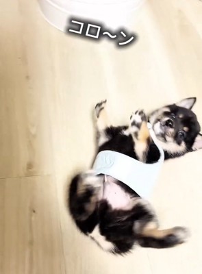 万歳するまかお君