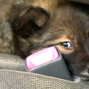 『怯えた顔』をした保護子犬→愛情を込めて、大切に育てた結果…素敵すぎる『表情の違い』に反響「笑顔全開でかわいい」「ありがとう」称賛の声も