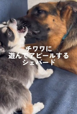 普段の2匹