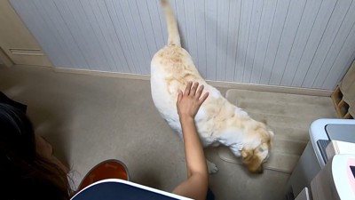 「もっと食べたい!ご飯落ちてないかな~」
