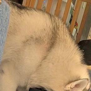 いつもの場所に『大型犬の水』を置き忘れてしまった結果→ふと様子を見ると…圧を感じる『まさかの光景』に8万いいね「訴えてて草」「天然ｗｗ」