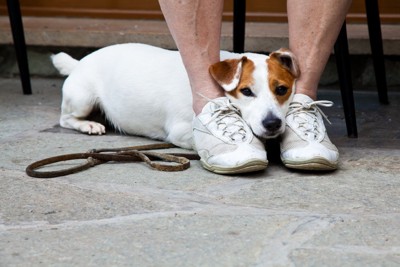 怖がる犬