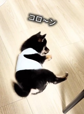 転がったままのまかお君
