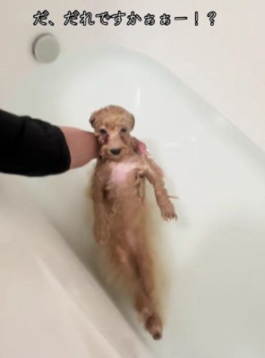 別の生き物のような姿に