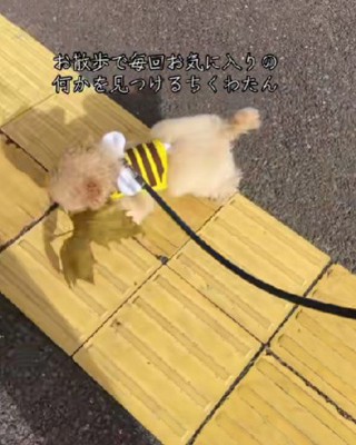 お気に入りの1品