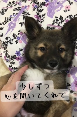 寝転ぶ犬