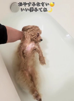 別犬になって熟睡…