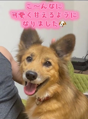 笑顔の犬1