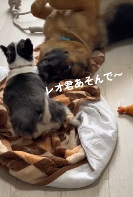 「遊んで遊んで!」「しつこいな~…」