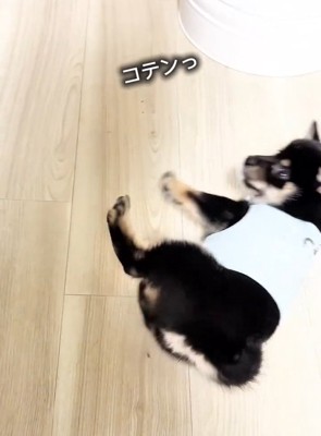転がるまかお君