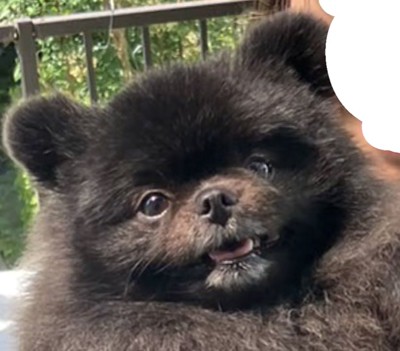 口を開けて見上げる黒い犬