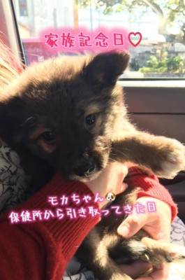 カメラ目線の犬