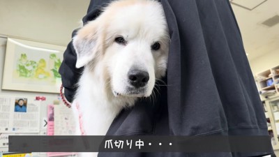 終始しょんぼり顔