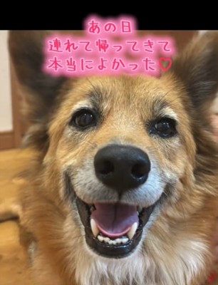 笑顔の犬4